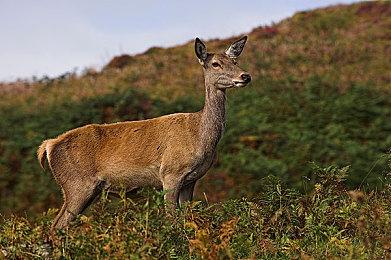 《真女神转生5》恶魔介绍：以色列夜魔迦温